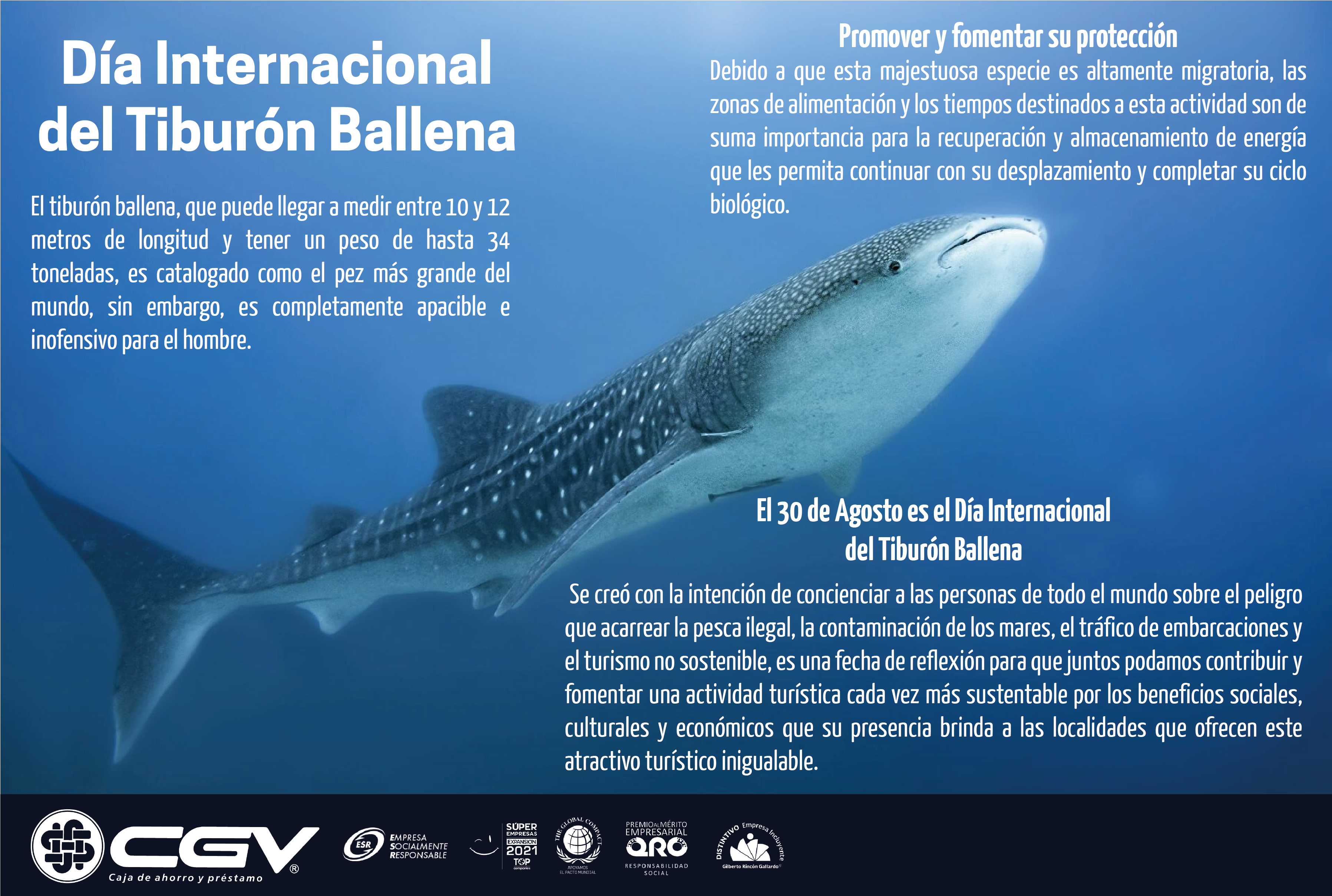 Día internacional del Tiburón Ballena